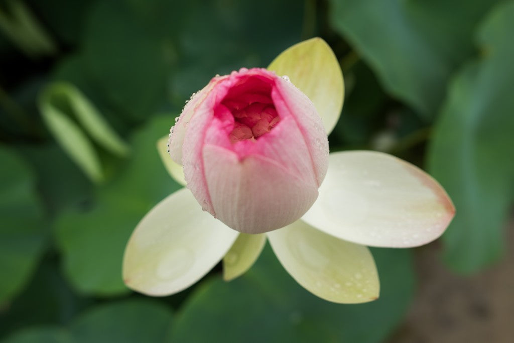 Samyang 24mm f1.4 ED AS IF UMC for Fujifilm