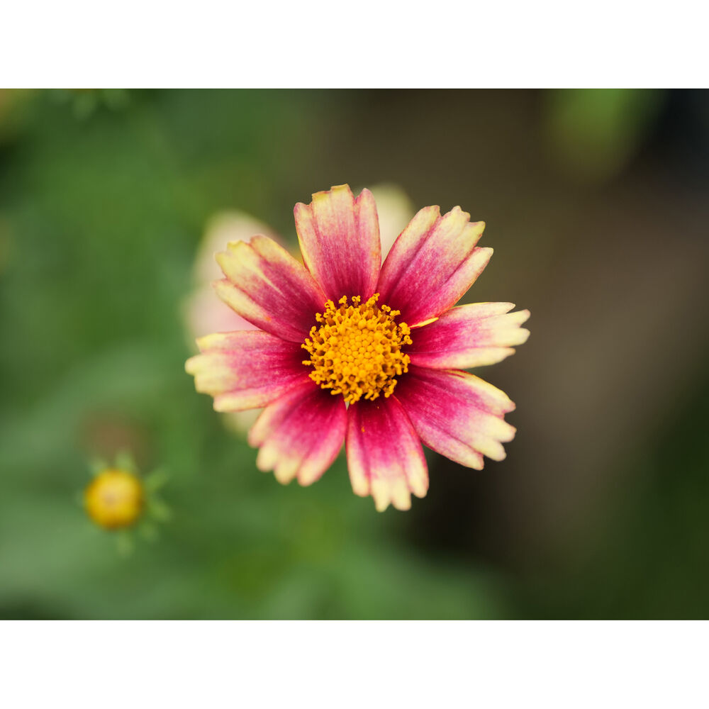 Обектив Panasonic  Leica DG Vario Summilux 25-50mm f1.7