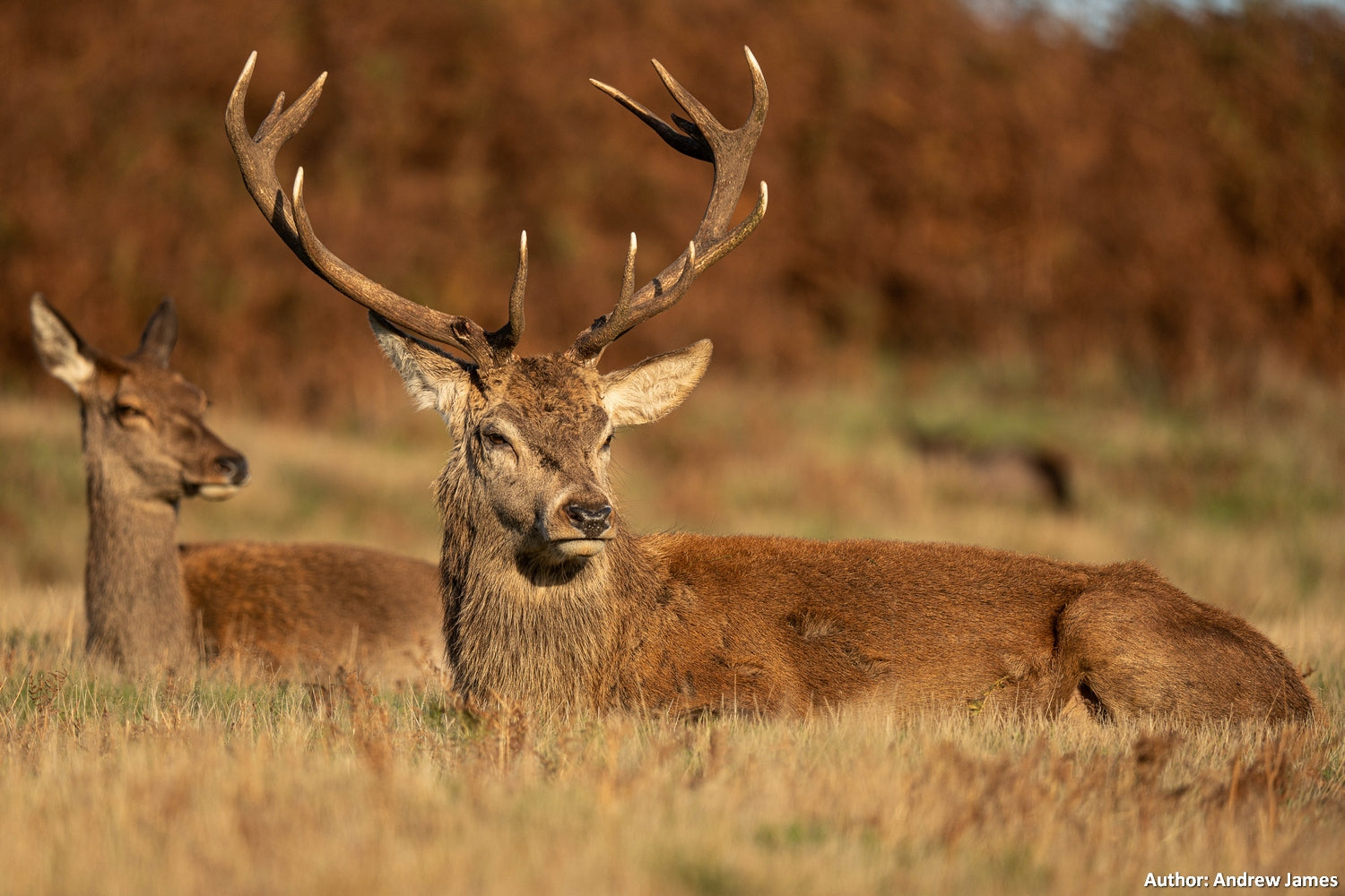 Обектив Sigma AF 60-600mm f4.5-6.3 DG DN OS Sports за Sony FE