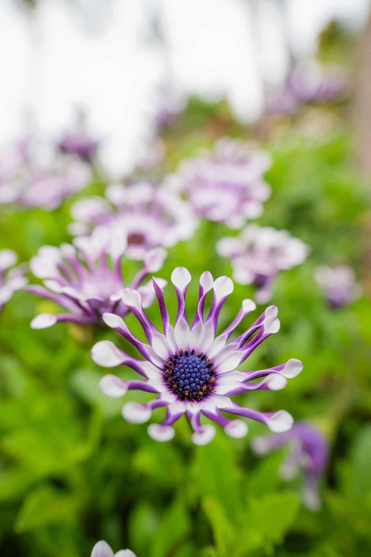 Tamron AF 16-50mm F/2.8 Di III-A VXD Nikon Z APS-C